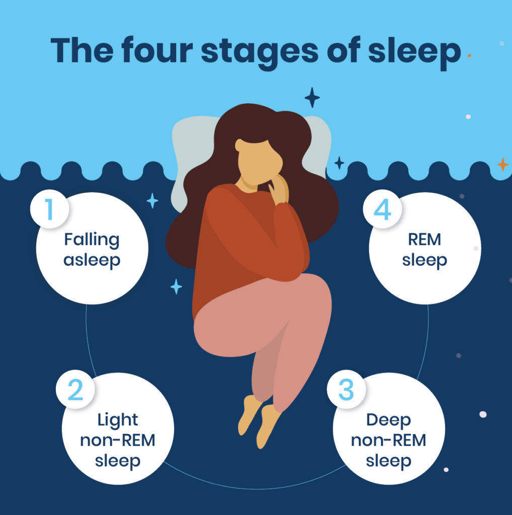 Sleep Stages [4 Types of Sleep Stages] | SleepScore